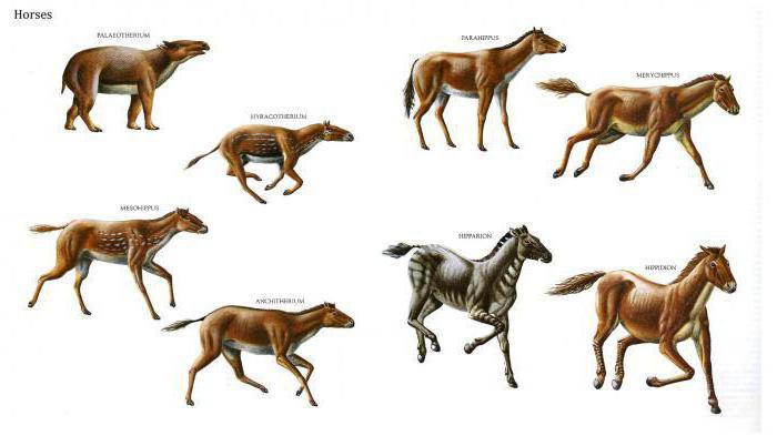 филогенетический ряд лошади
