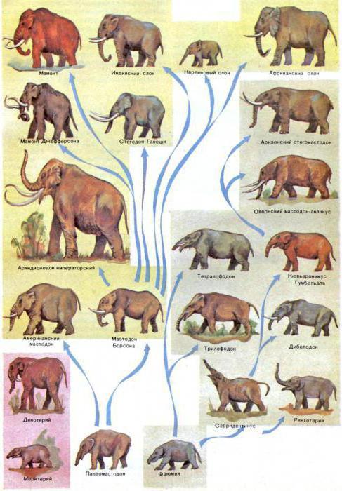 филогенетический ряд слона