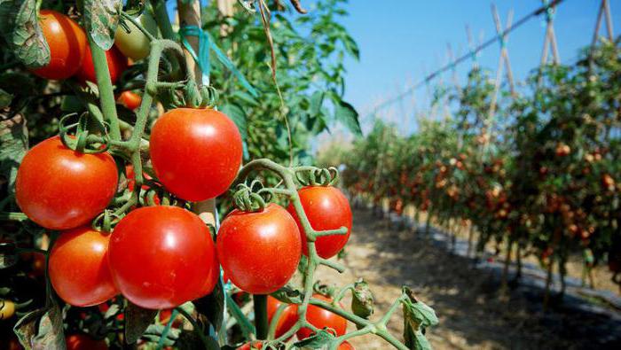 На каком расстоянии сажать помидоры в теплице?