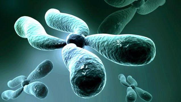 строение хромосомы эукариотической клетки