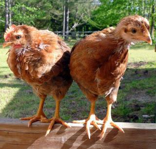 Зависит ли пол цыпленка от температуры