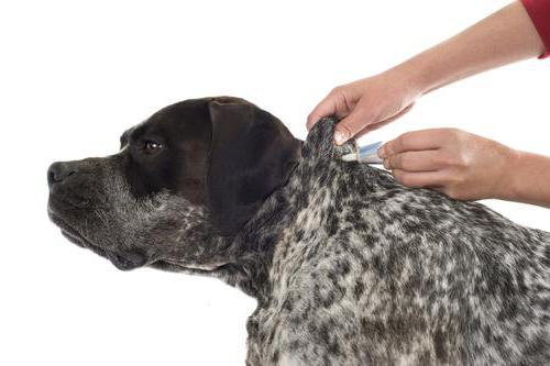 лекарство от блох и клещей для собак