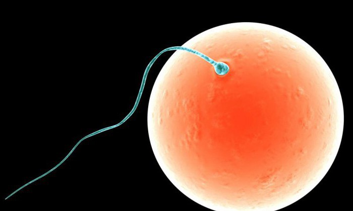 метод крюгера спермограмма