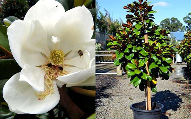 магнолия крупноцветковая magnolia grandiflora