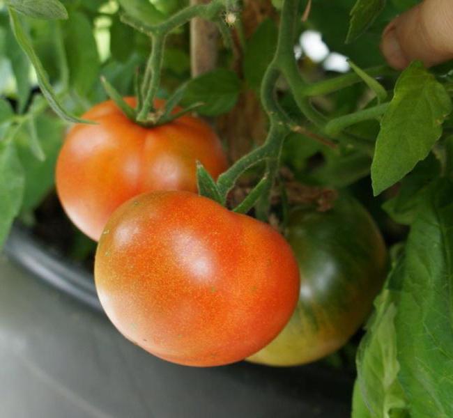 томаты ямал характеристика