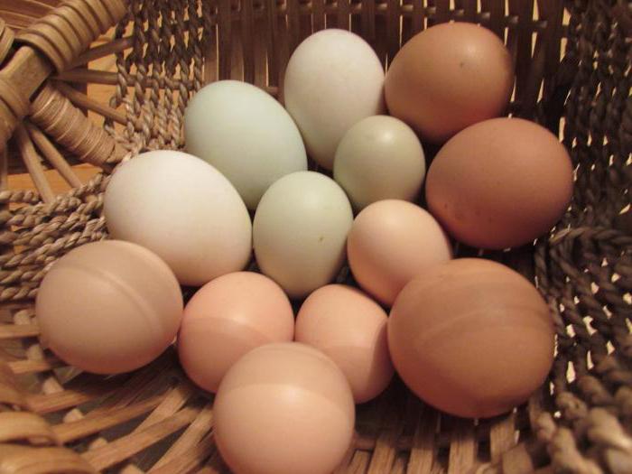 аллергия на куриные яйца
