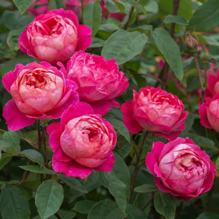  описание розы бенджамин бриттен