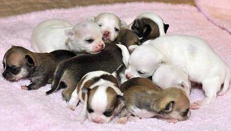 Когда щенки откроют глаза, через сколько дней после рождения? :: SYL.ru