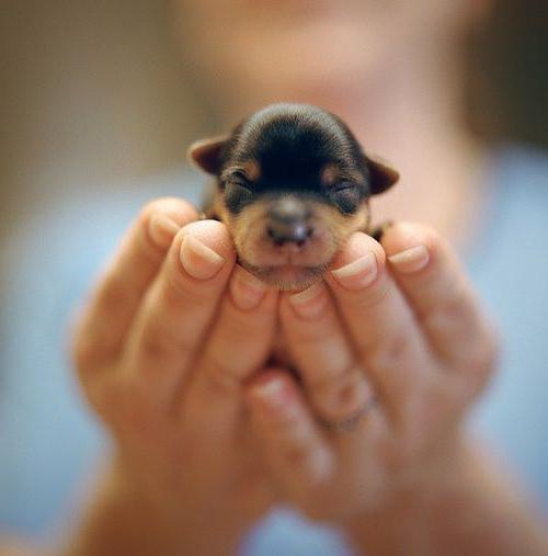 Когда щенки откроют глаза, через сколько дней после рождения? :: SYL.ru