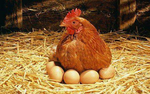 Как определить возраст курицы несушки