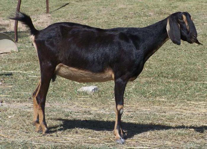 коза нубийской породы фото