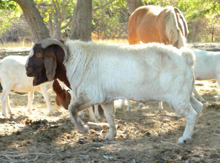 характеристика нубийской породы коз