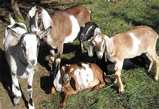 нубийская порода коз общая характеристика