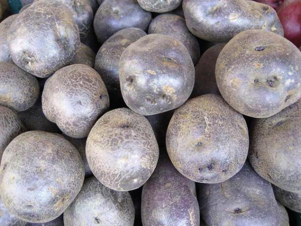 сорта картофеля фиолетового цвета