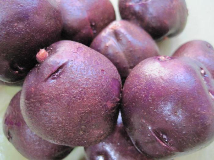 фиолетовый картофель полезные свойства