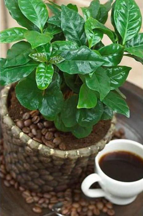 кофе растение