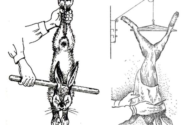 забой кроликов в домашних условиях