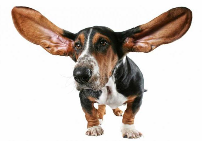 собака сильно чешет уши и трясет головой