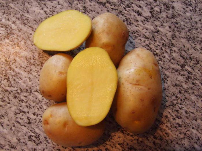 импала картофель описание
