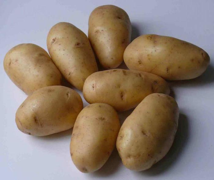 импала картофель характеристика