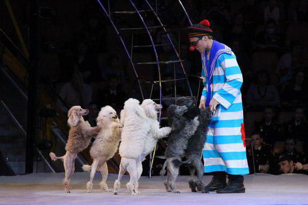 сочинский государственный цирк