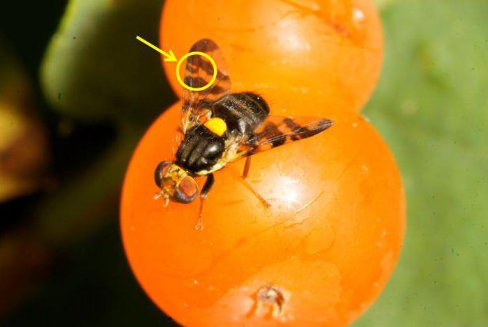 вишневая муха на черешне