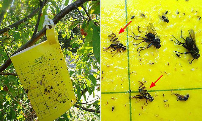 червивая вишня борьба с вишневой мухой