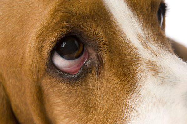 почему у собаки слезятся глаза
