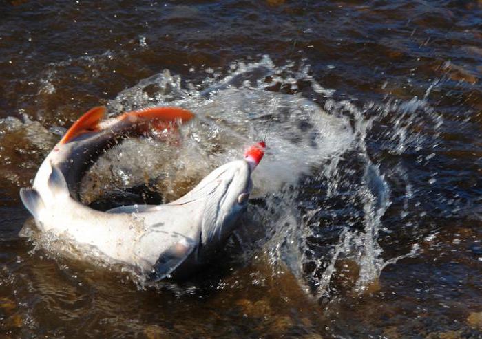 запрет на рыбалку на озерах хакасии