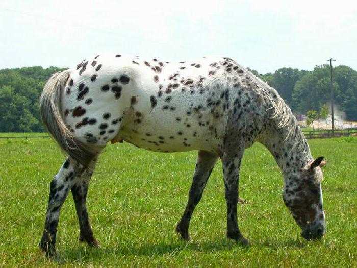 лошадь породы аппалуза