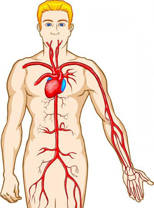 движение крови по сосудам круги кровообращения 