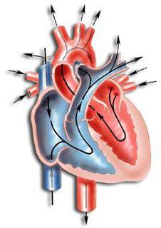 скорость движения крови по сосудам 