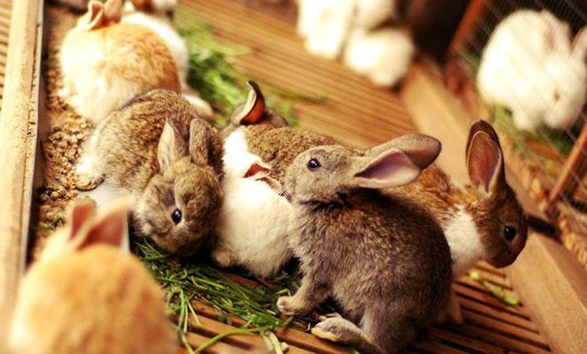 молочная кислота для кроликов