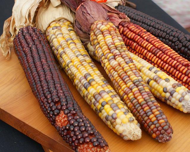описание сортов кукурузы