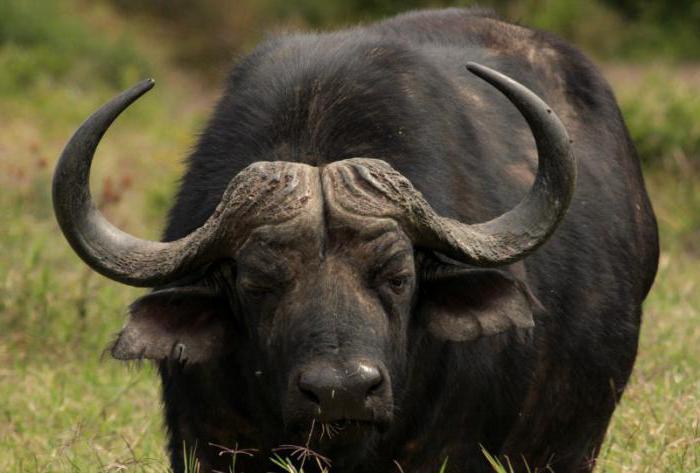 африканский черный буйвол
