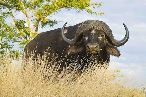 африканский буйвол интересные факты