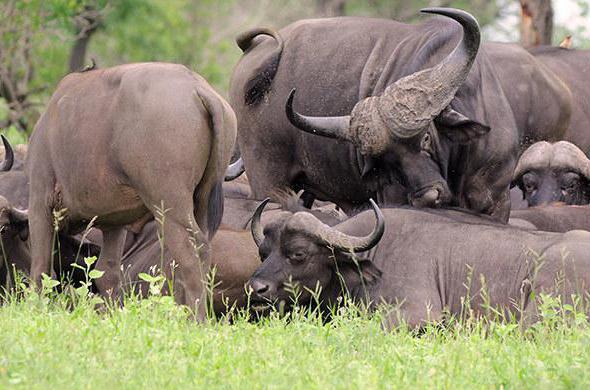 африканские буйволы описание разновидности