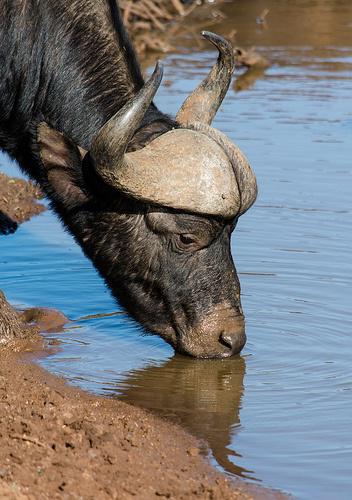 африканский буйвол крупное животное