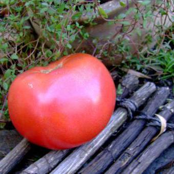 томаты сорт хлебосольные
