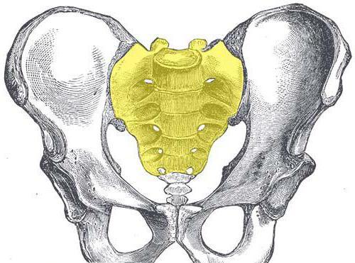 где находится крестец у человека