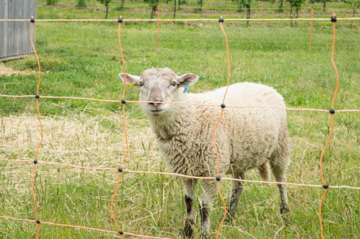 электропастух для овец своими руками