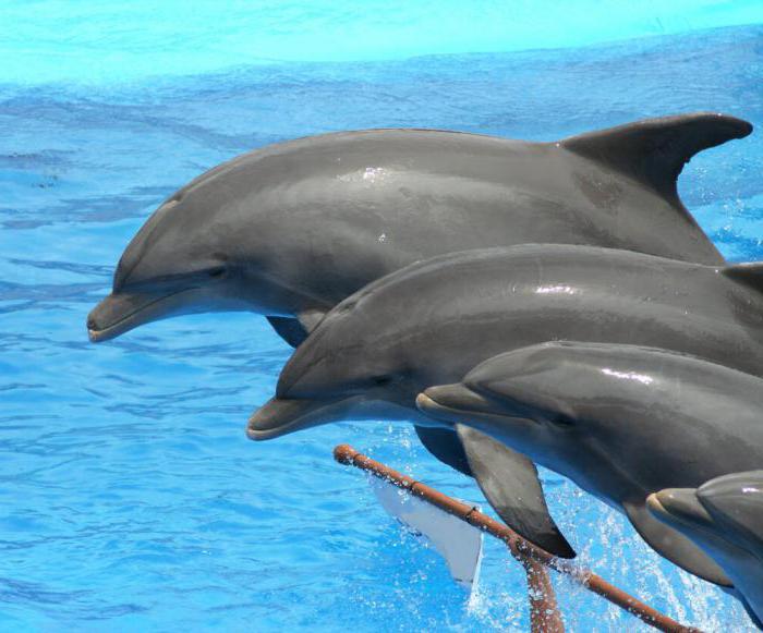 правила плавания с дельфинами