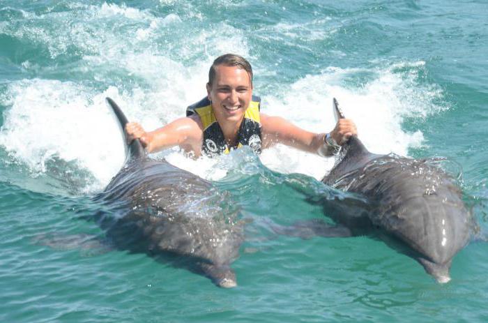 купание с дельфинами отзывы