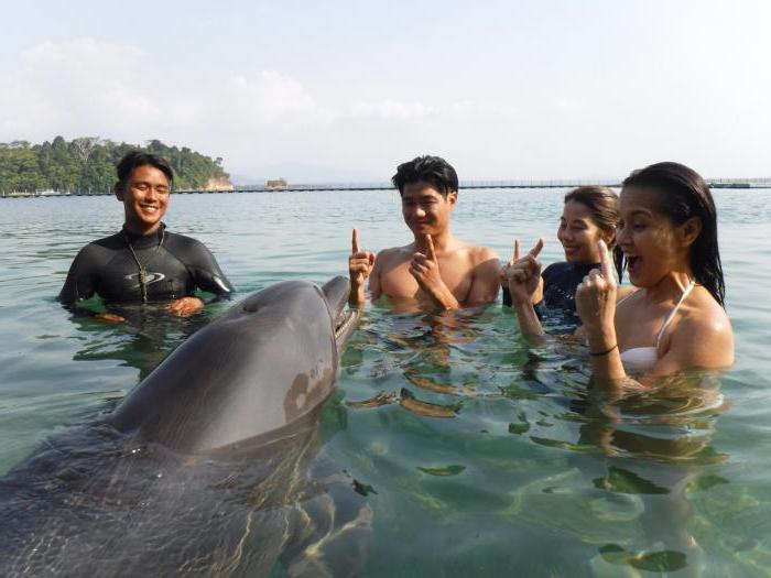 купание с дельфинами цена