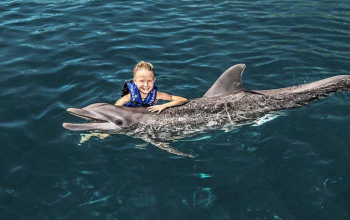 москвариум плавание с дельфинами