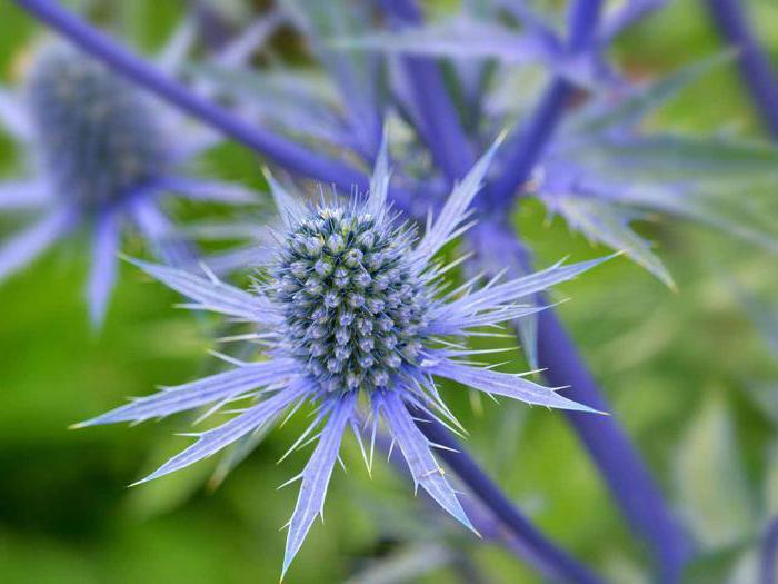 Синеголовник – цветок с характером