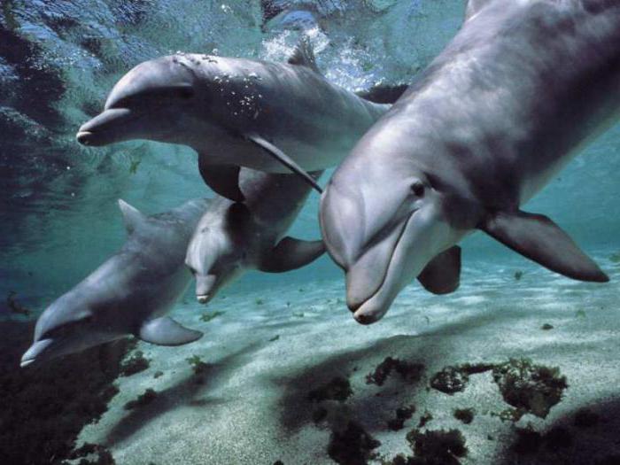 как размножаются дельфины 