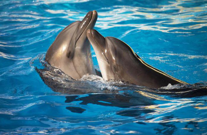 дельфины в море 