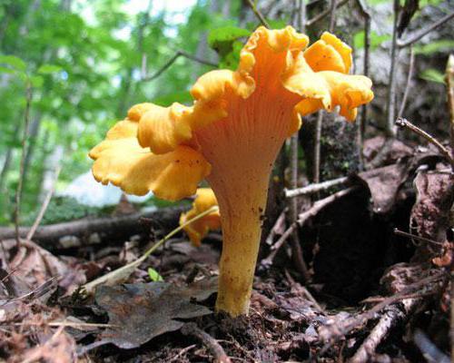 лисички грибы лечебные свойства рецепты 
