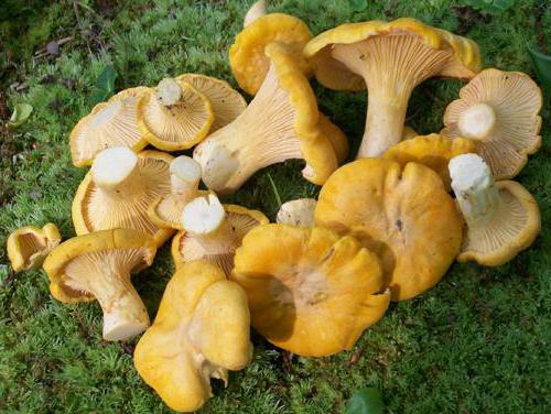 лисички грибы лечебные свойства настойка отзывы